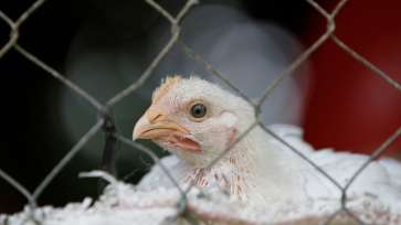 China a raportat primul caz de infecție cu tulpina H10N3 a gripei aviare la om