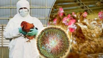 S-a dat ordin mondial: Trebuie să înceapă o campanie de vaccinare împotriva gripei aviare