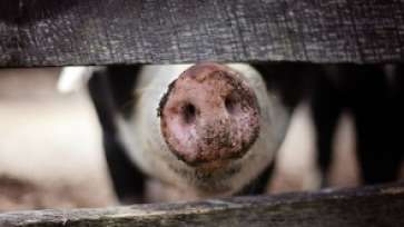 S-a schimbat legea! Porcii crescuți în propria gospodărie nu mai pot fi vânduți de Crăciun și nici carnea lor